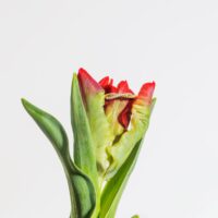 Alliance de mariage de votre artisan joaillier LAUJOA - Alliance Cléo