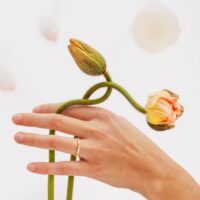 LAUJOA - Alliance Equilibre