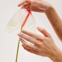 LAUJOA - Alliance Etincellante