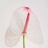 Artisan joaillier LAUJOA - Alliance Etincellante