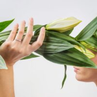 LAUJOA - Alliance Flamboyante