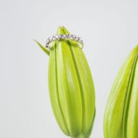 LAUJOA - Alliance Flamboyante