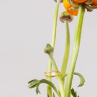 LAUJOA, Artisan joaillier - Alliance Grâce