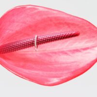 Artisan joaillier LAUJOA - Alliance Harmonie