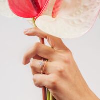 LAUJOA - Alliance Scintillante